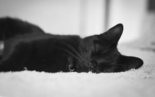 Черный Кот Обои на телефон черная кошка спит