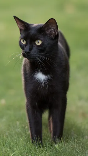 Черный Кот Обои на телефон черная кошка, стоящая в траве