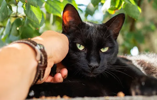 Черный Кот Обои на телефон человек, держащий кошку