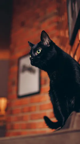 Черный Кот Обои на телефон черная кошка сидит на диване