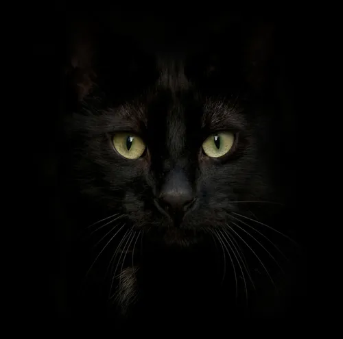 Черный Кот Обои на телефон кошка с зелеными глазами