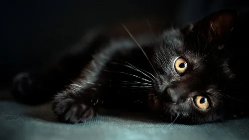 Черный Кот Обои на телефон кошка, лежащая на одеяле