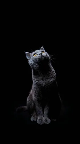 Черный Кот Обои на телефон кошка смотрит вверх