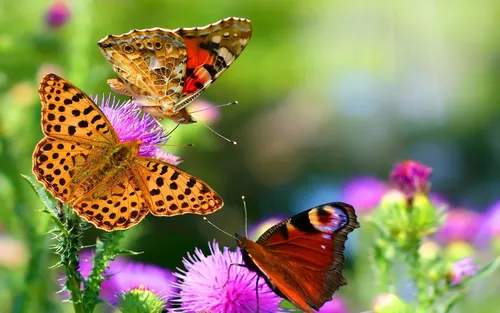 3Д Природа Обои на телефон группа бабочек на цветке