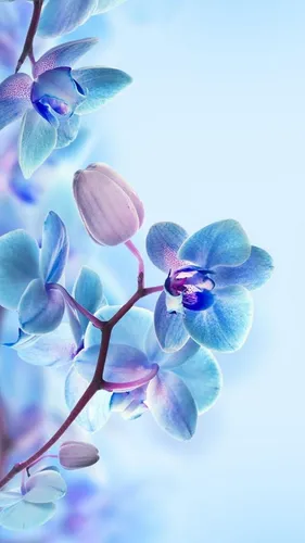 3Д Природа Обои на телефон цветы крупным планом