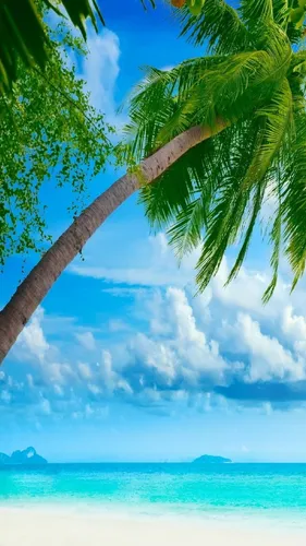3Д Природа Обои на телефон ветка дерева над пляжем