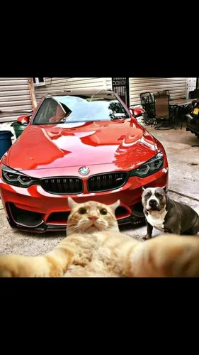 Бмв Е39 Обои на телефон кошка, сидящая перед красной машиной