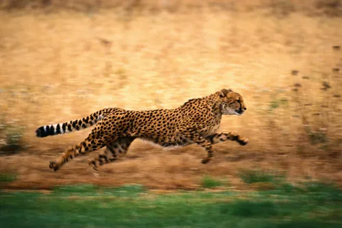 Гепард Обои на телефон гепард бежит по траве