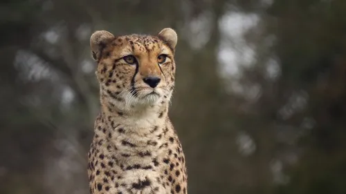 Гепард Обои на телефон гепард смотрит в камеру