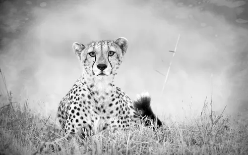 Гепард Обои на телефон черно-белая фотография гепарда в поле