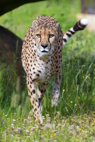 Гепард Обои на телефон леопард гуляет по траве