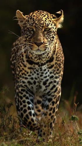 Гепард Обои на телефон леопард в дикой природе
