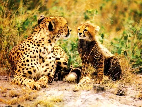 Гепард Обои на телефон пара гепардов в дикой природе