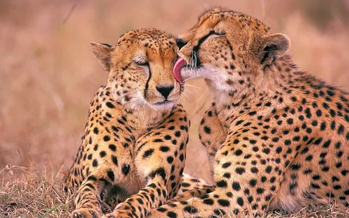 Гепард Обои на телефон пара гепардов лижут друг друга