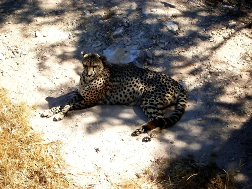 Гепард Обои на телефон леопард, лежащий на земле