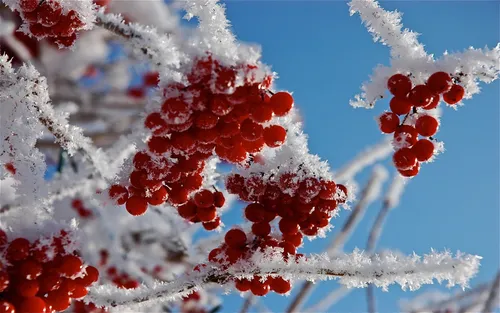 Зима Природа Обои на телефон крупный план некоторых ягод