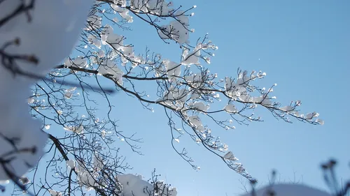 Зима Природа Обои на телефон дерево со снегом