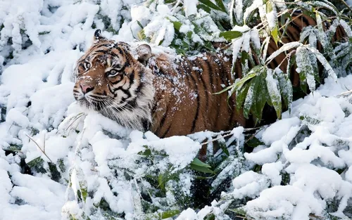 Зима Природа Обои на телефон тигр, лежащий в снегу