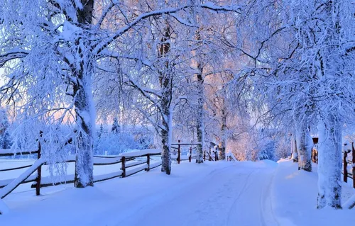 Зима Природа Обои на телефон заснеженная дорога, усеянная деревьями