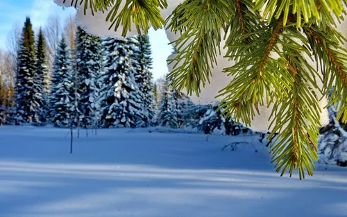 Зима Природа Обои на телефон для iPhone