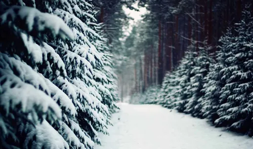 Зима Природа Обои на телефон рисунок