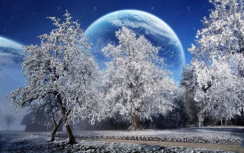 Зима Природа Обои на телефон группа деревьев со снегом на них