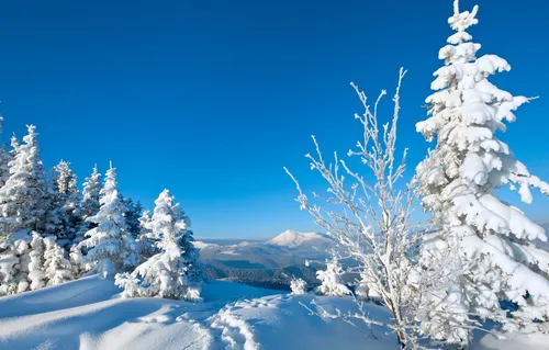 Зима Природа Обои на телефон фотография