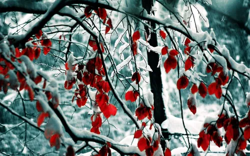 Зима Природа Обои на телефон крупный план ветки дерева