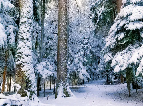Зима Природа Обои на телефон бесплатные картинки