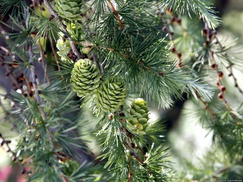 Зима Природа Обои на телефон дерево с зелеными листьями