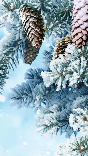 Зима Природа Обои на телефон сосна со снегом на ней