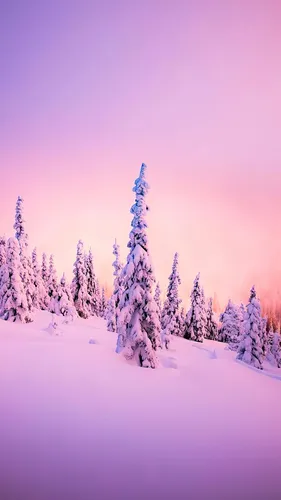 Зимние Hd Обои на телефон группа деревьев в заснеженной местности