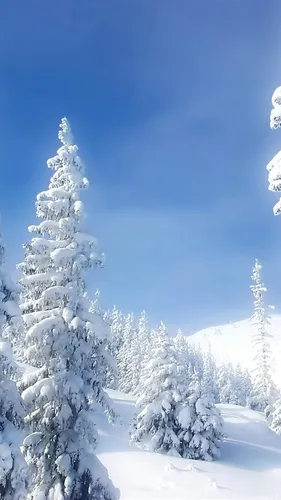Зимние Hd Обои на телефон группа деревьев, покрытых снегом