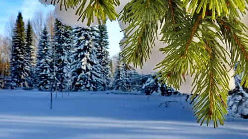 Зимние Hd Обои на телефон заснеженный лес с соснами