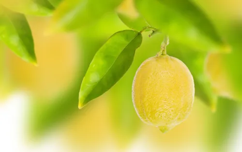 Лимонные Обои на телефон крупный план фрукта