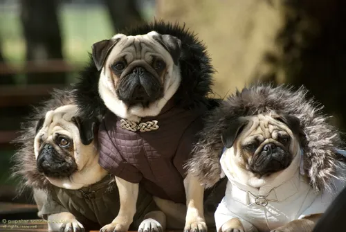 Мопс Обои на телефон группа собак в свитерах
