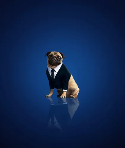 Мопс Обои на телефон собака в костюме и галстуке