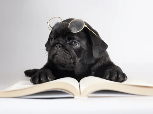 Мопс Обои на телефон собака в короне и читающая книгу