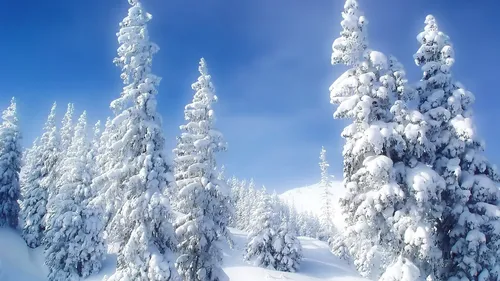 Full Hd Зима Обои на телефон группа деревьев, покрытых снегом
