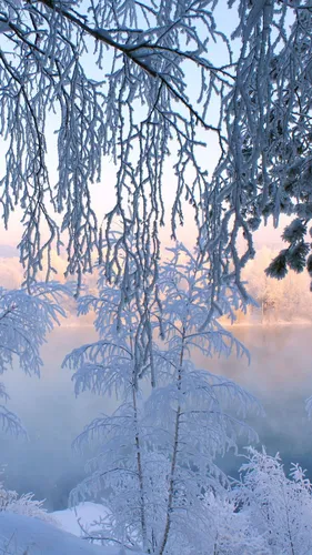 Full Hd Зима Обои на телефон заснеженный лес с деревьями