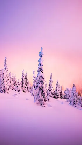 Full Hd Зима Обои на телефон группа деревьев в заснеженной местности