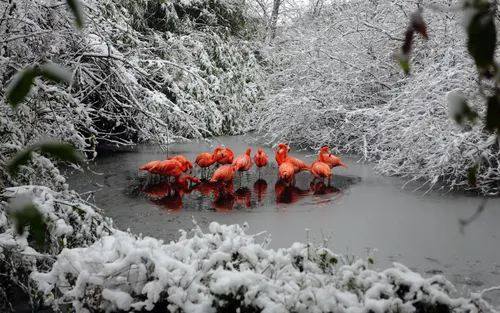Full Hd Зима Обои на телефон группа птиц в пруду