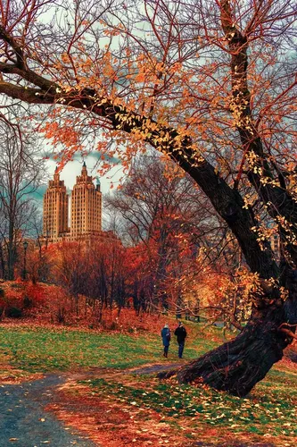 Hd Нью Йорк Обои на телефон человек, стоящий рядом с деревом с высоким зданием на заднем плане