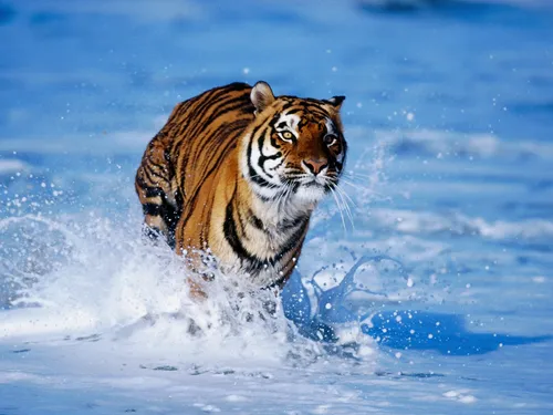 Анимация Обои на телефон тигр выпрыгивает из воды