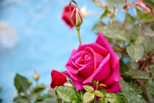 Букеты Цветов Обои на телефон роза крупным планом