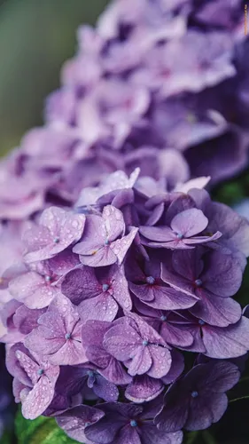Гортензия Обои на телефон крупный план фиолетовых цветов