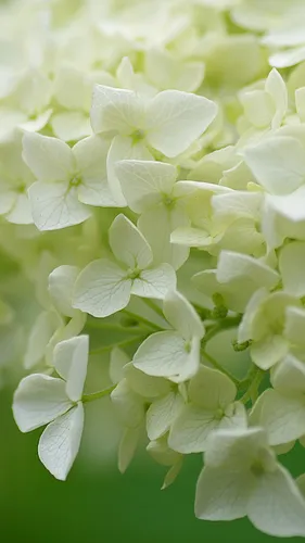 Гортензия Обои на телефон белые цветы крупным планом