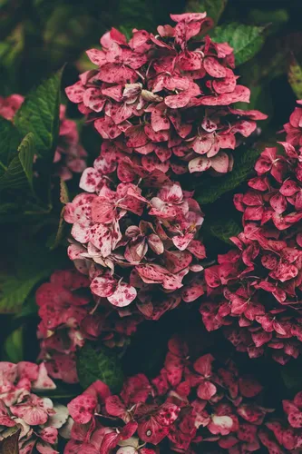 Гортензия Обои на телефон крупный план розовых цветов