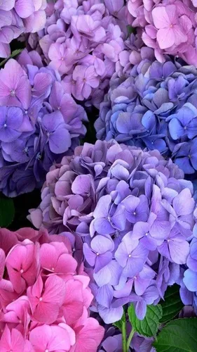 Гортензия Обои на телефон группа цветов