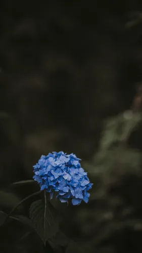 Гортензия Обои на телефон синий цветок с зелеными листьями